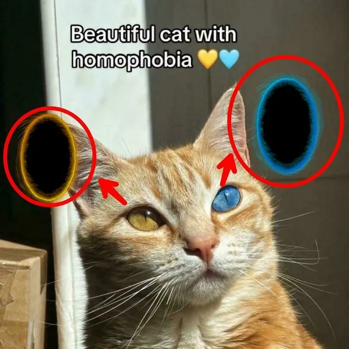 Cat With Homophobia