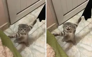 We’ve Gathered Pics Of Animals Getting Themselves Stuck: Here Are The 50 Funniest Ones (New Pics)