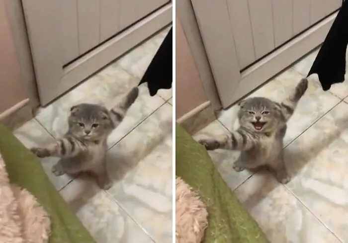 Playful Cat Get Claws Stuck In Curtains. Reminds Me Of When Spiderman Stopped The Train In Spiderman 2 Played By Tobey Maguire