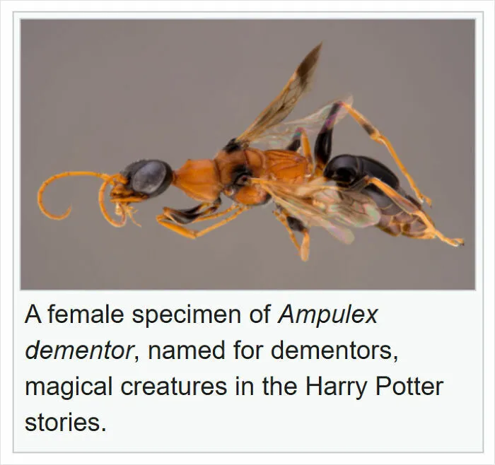 Female Ampulex dementor wasp specimen shown in close-up, featured in funny Wikipedia pages shared online.