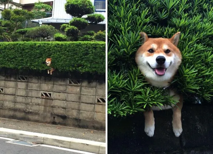 Dog stuck with head and front paws poking out of a shrub, showing a funny example of animals getting stuck outdoors.
