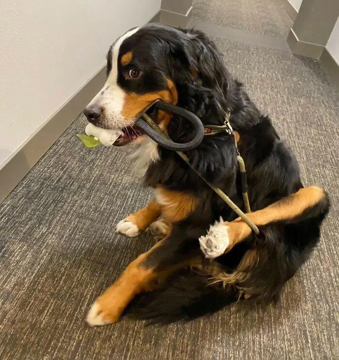 He Likes To Walk Himself From The Elevator To Our Door. He Stopped To Scratch And... Got A Little Stuck