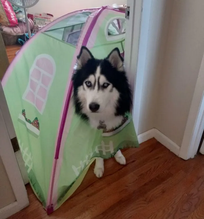 Husky stuck in a small play tent doorway on hardwood floor, showcasing a funny animal stuck moment.