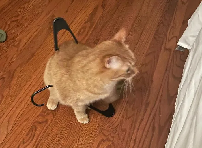 Woke Up To A Strange Noise This Morning. Oliver Got Stuck In A Hanger Again