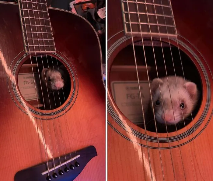 Ferret stuck inside an acoustic guitar sound hole showcasing a funny animal stuck moment.