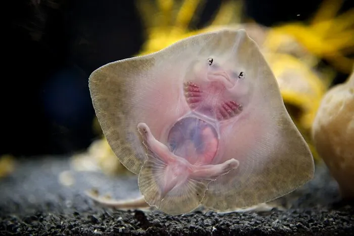 Jeune Raie Aquarium Nausicaa By Luc Viatour