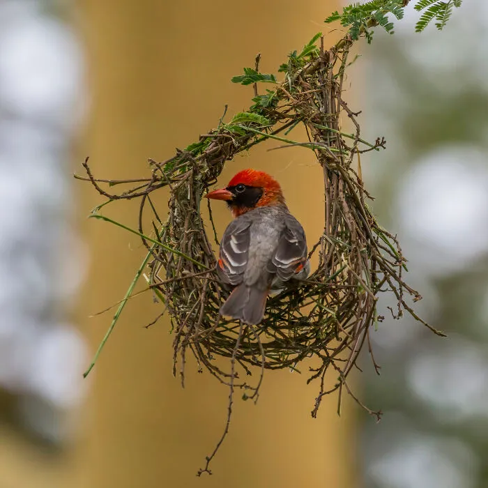 Red-Headed Weaver By Charles J. Sharp