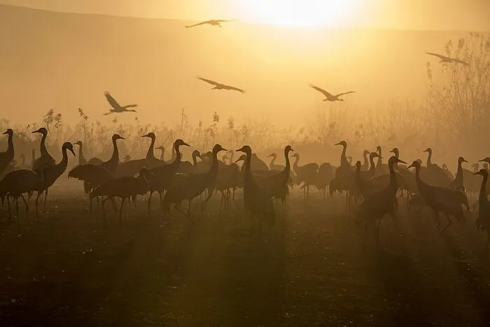 Sunrise At Agmon Hill During The Crane Migration By Tomere