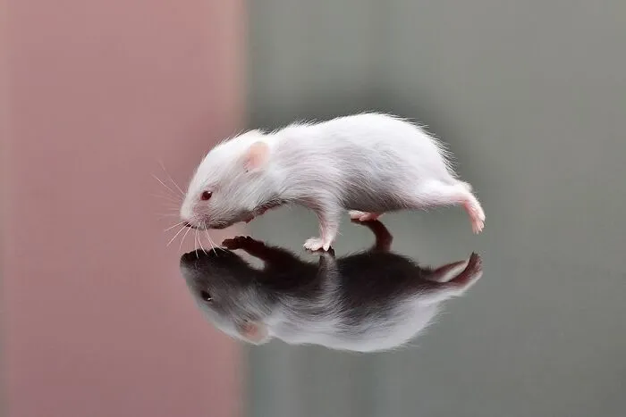 Baby Hamster By Augustus Binu