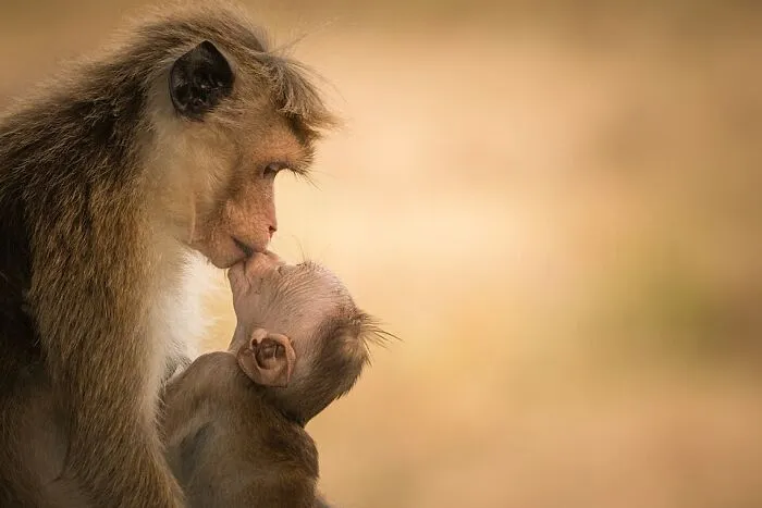 Female Toque Macaque With Baby  By Senthi Aathavan Senthilverl