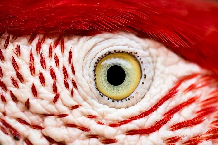 Eye Of The Bird By Leonardo Ramos