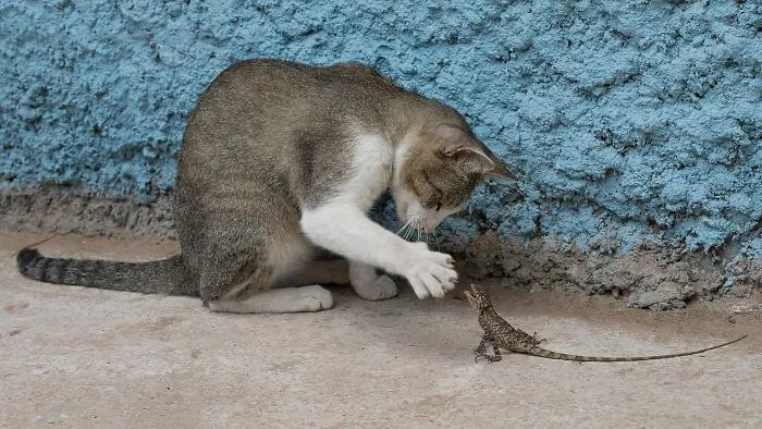 Cat Playing With A Lizard By Basile Morin