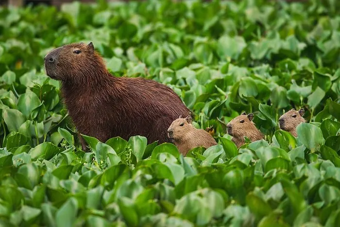 Capybaras By Clodomiro Esteves Junior