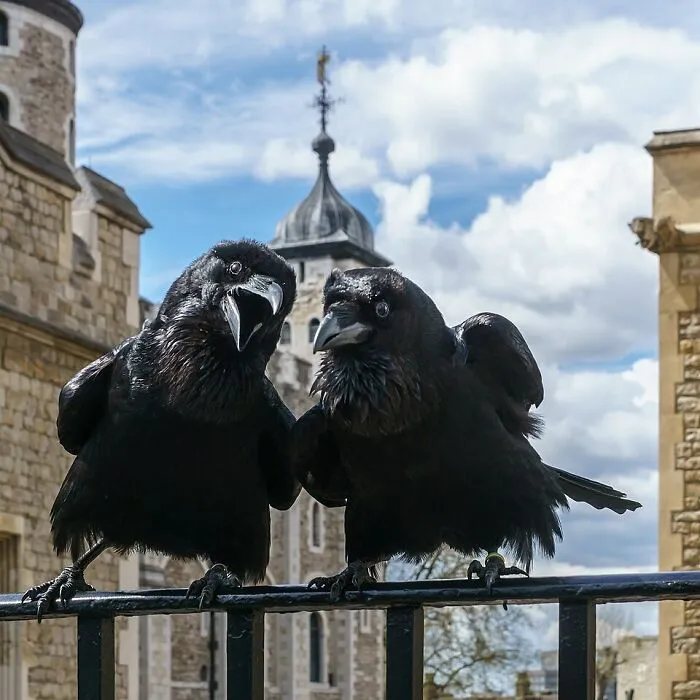 Jubilee And Munin By Colin