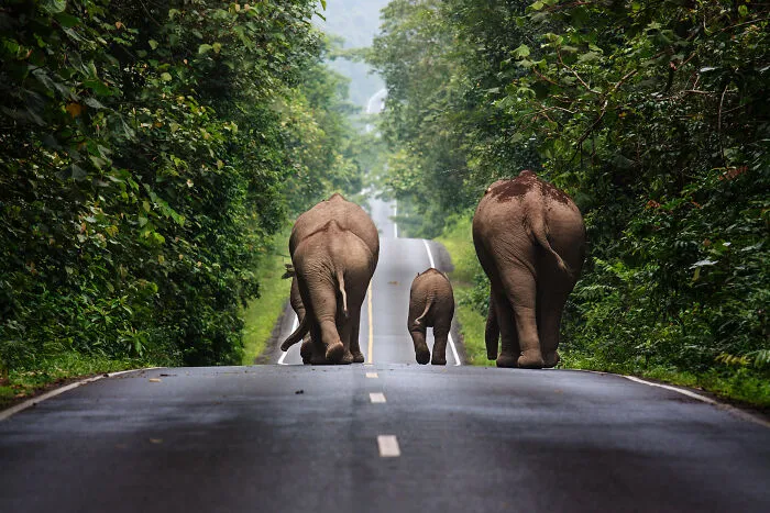 Wild Elephants Walking Up A Road In The Area Of Khao Yai National Park  By Khunkay