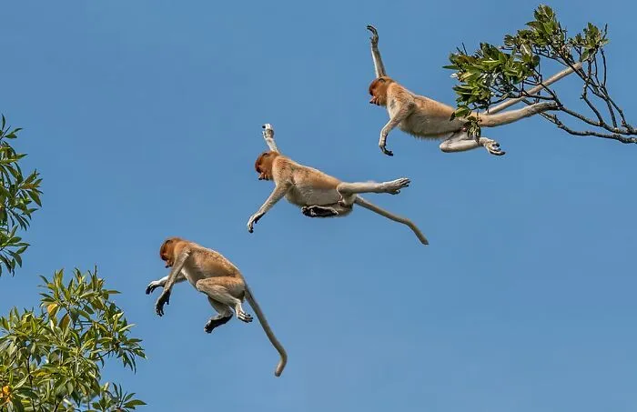 Young Male Proboscis Monkey  By Charles J. Sharp