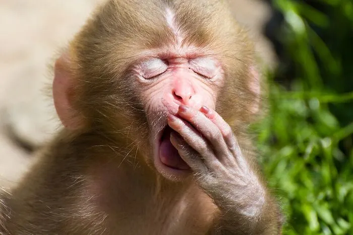 Macaca Fuscata Juvenile Yawning By Daisuke Tashiro