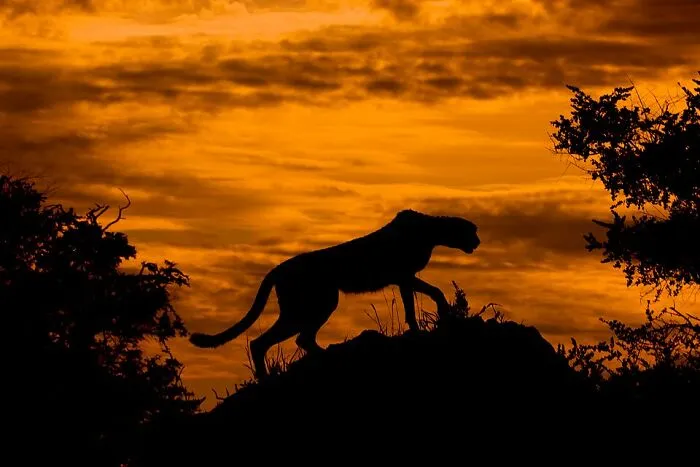 Cheetah At Sunset By Arturo De Frias Marques