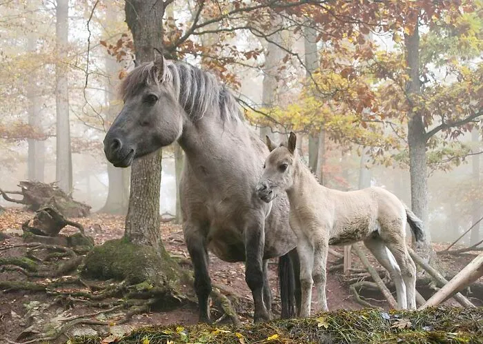 "Wild" Horses  By Robin Müller