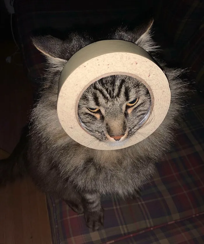 So I Heard A Noise In The Living Room That Stopped After A Moment, So I Went In To See What The Cat Got Into… I Couldn’t Stop Laughing. Like, How