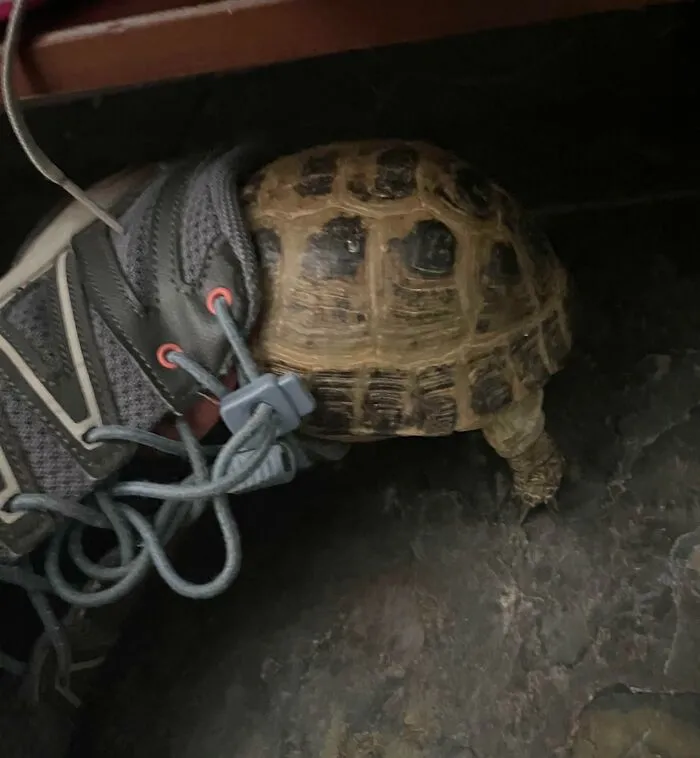 Tortoise stuck inside a gray sneaker with tangled laces on a dark floor, showing animals getting stuck in unusual places.
