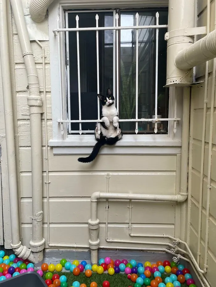 Came Outside To Find Him In A Predicament