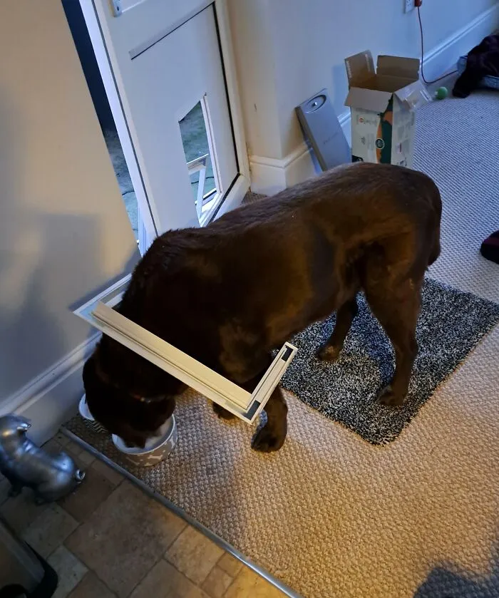 My Boyfriend's Dog Tried To Fit Through The Yorkie-Sized Dog Door