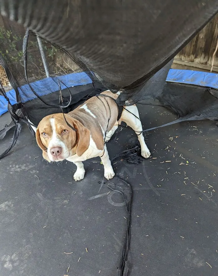 Beagle dog stuck in torn trampoline netting looking puzzled in a backyard, a funny animal stuck moment.