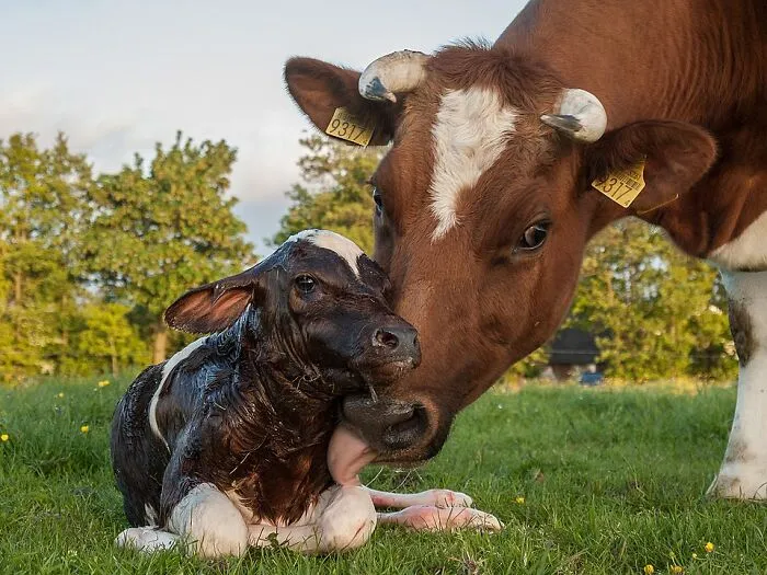 New Born Calf Of A Frisian Red White Cow By Uberprutser