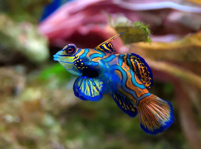 Mandarinfish In Aquarium By Luc Viatour