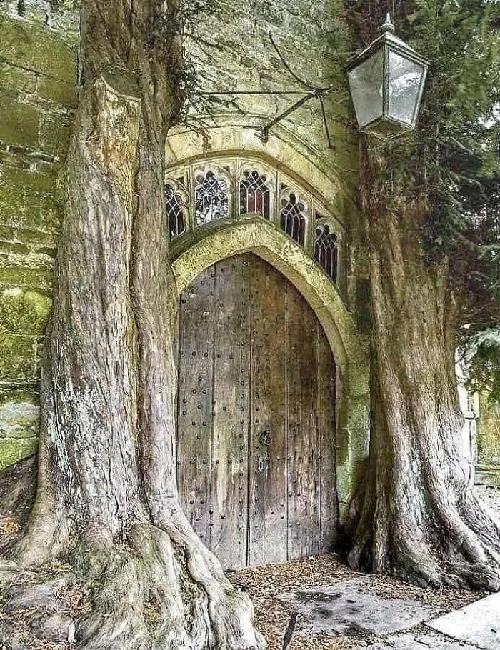 Yew Tree On Each Side Of The North Porch Of The Over 1000 Years Old St. Edward's Church, England