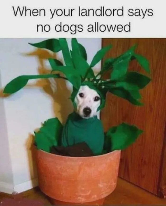You Need To Hide Right Now