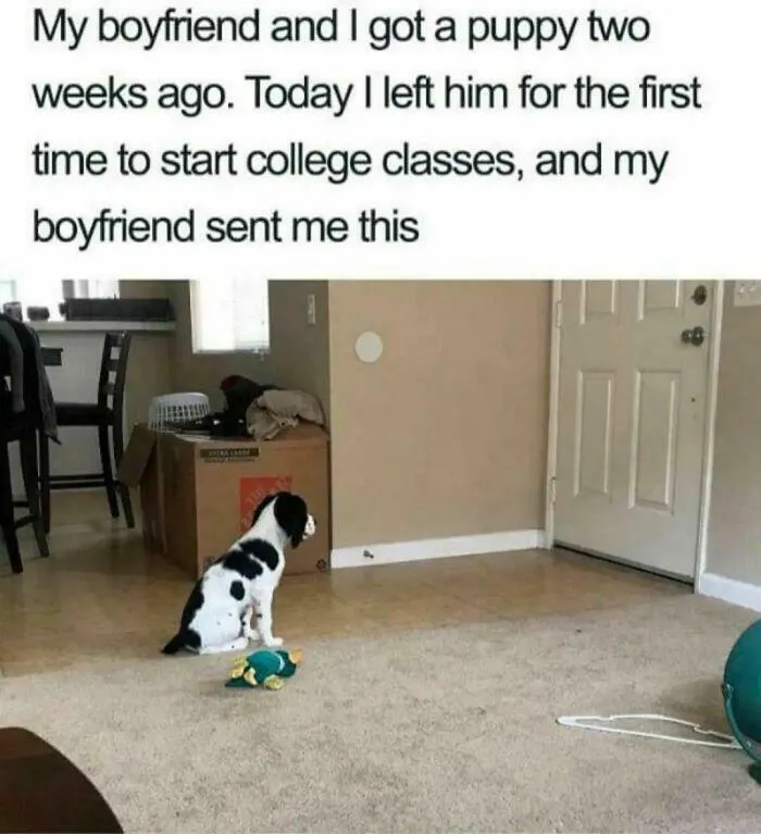 Puppy Panic Mode