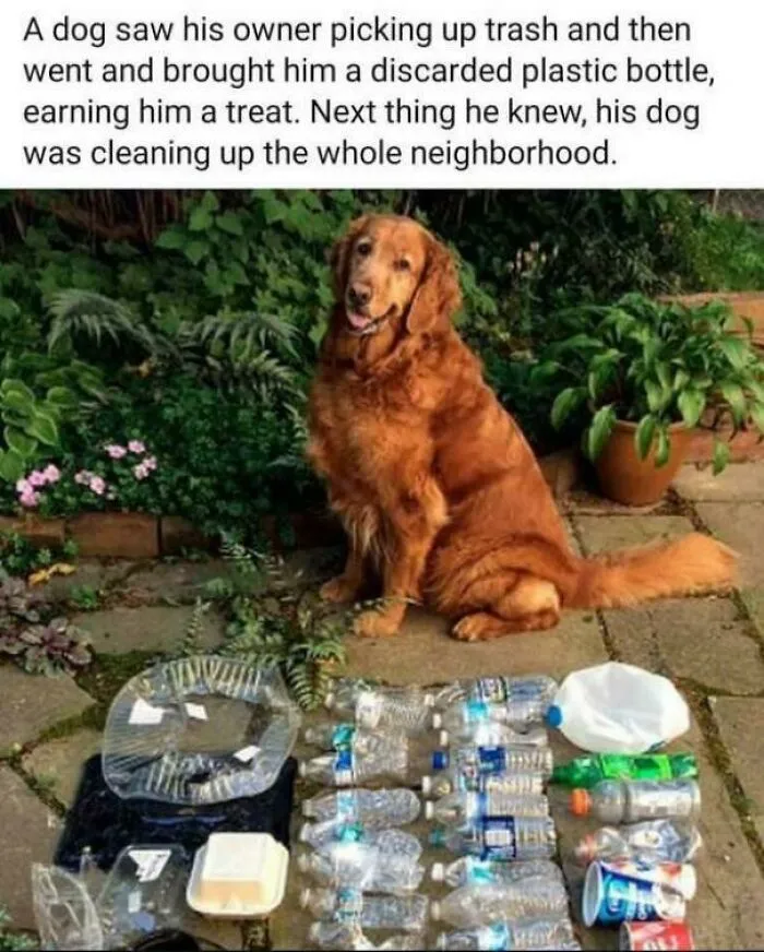 Good Boy Working For Treats