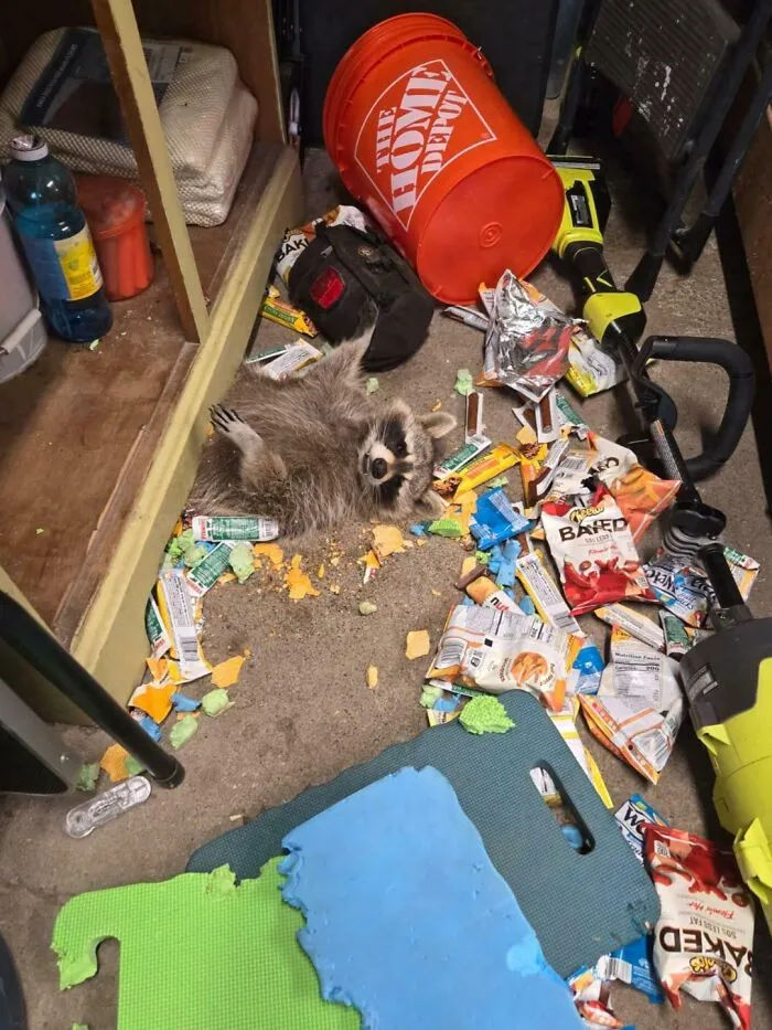 Raccoon stuck in a cluttered storage area surrounded by scattered snacks and household tools in a surprising animal stuck moment.