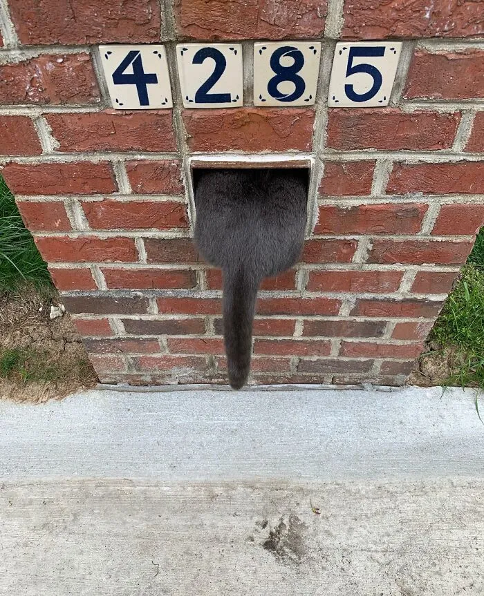 Gray cat stuck halfway inside a small brick mailbox opening with the tail hanging out on a concrete sidewalk.
