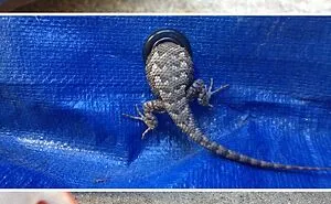 We’ve Gathered Pics Of Animals Getting Themselves Stuck: Here Are The 50 Funniest Ones (New Pics)
