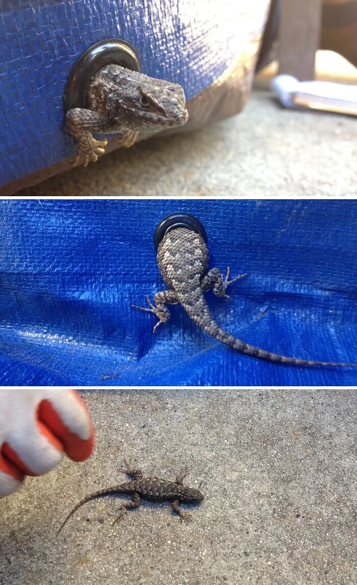 Found A Lizard Stuck In A Grommet