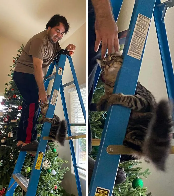 My Indoor Cat’s First Time Experiencing Heights & He Instantly Regretted It 
