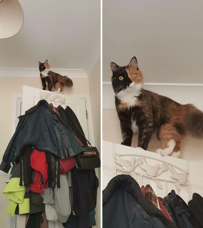 This Idiot Gets Stuck And Meows Till We Rescue Her