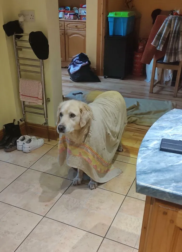 My Dog Chewed A Hole Through His Towel And Stuck His Head Through It. Now He Wears It Around The House Like A Poncho