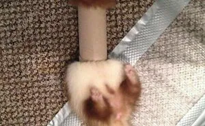 We’ve Gathered Pics Of Animals Getting Themselves Stuck: Here Are The 50 Funniest Ones (New Pics)