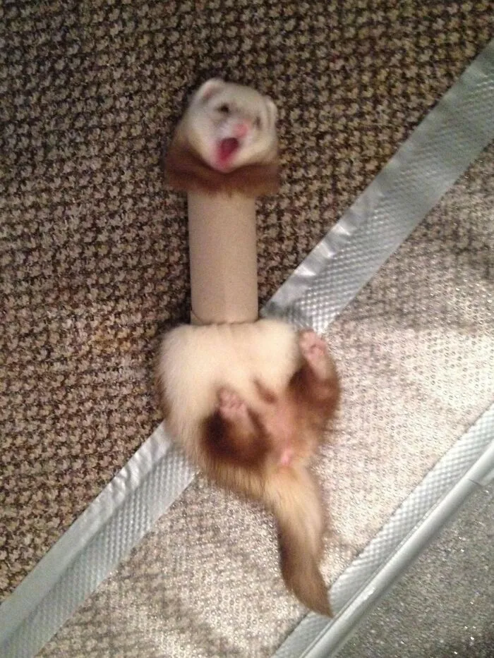 She Never Thought The Toilet Paper Roll Would Fight Back