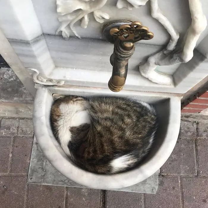 50 Pics Of Istanbul’s Most Charming Felines, Shared By This Online Community