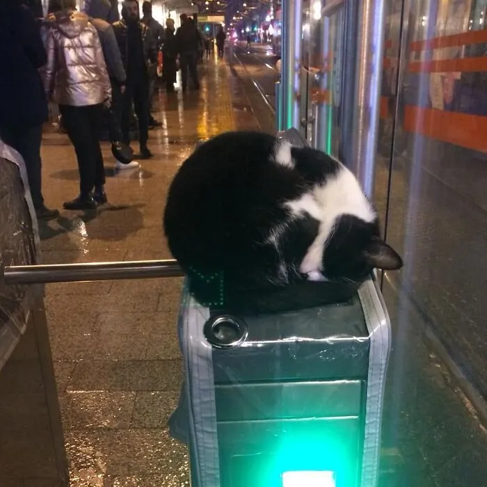 50 Pics Of Istanbul’s Most Charming Felines, Shared By This Online Community