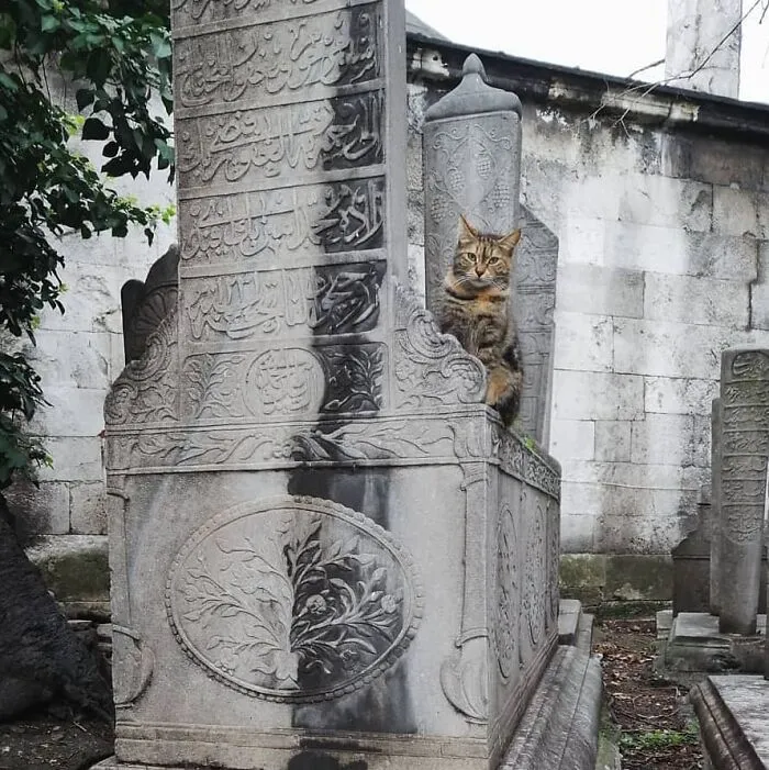 50 Pics Of Istanbul’s Most Charming Felines, Shared By This Online Community