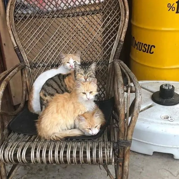 50 Pics Of Istanbul’s Most Charming Felines, Shared By This Online Community