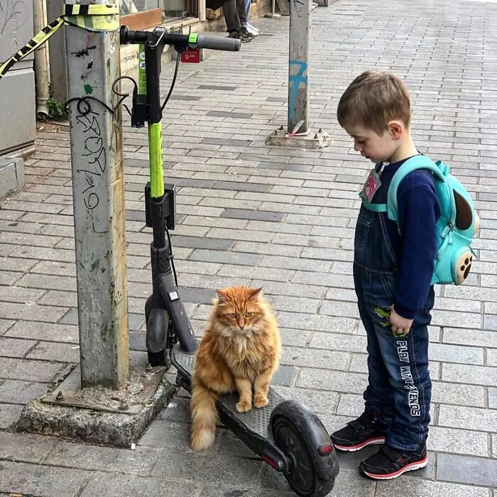 50 Pics Of Istanbul’s Most Charming Felines, Shared By This Online Community