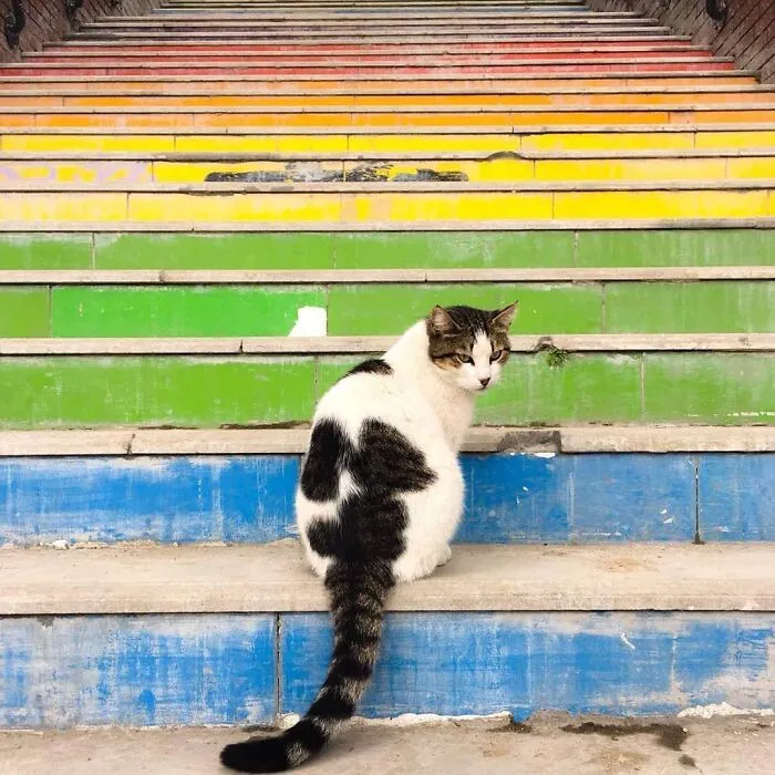 50 Pics Of Istanbul’s Most Charming Felines, Shared By This Online Community
