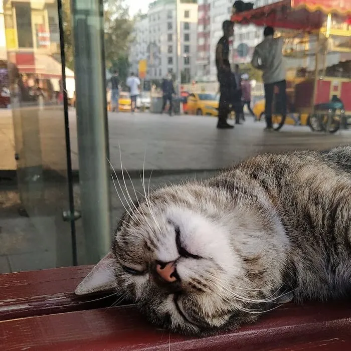 50 Pics Of Istanbul’s Most Charming Felines, Shared By This Online Community